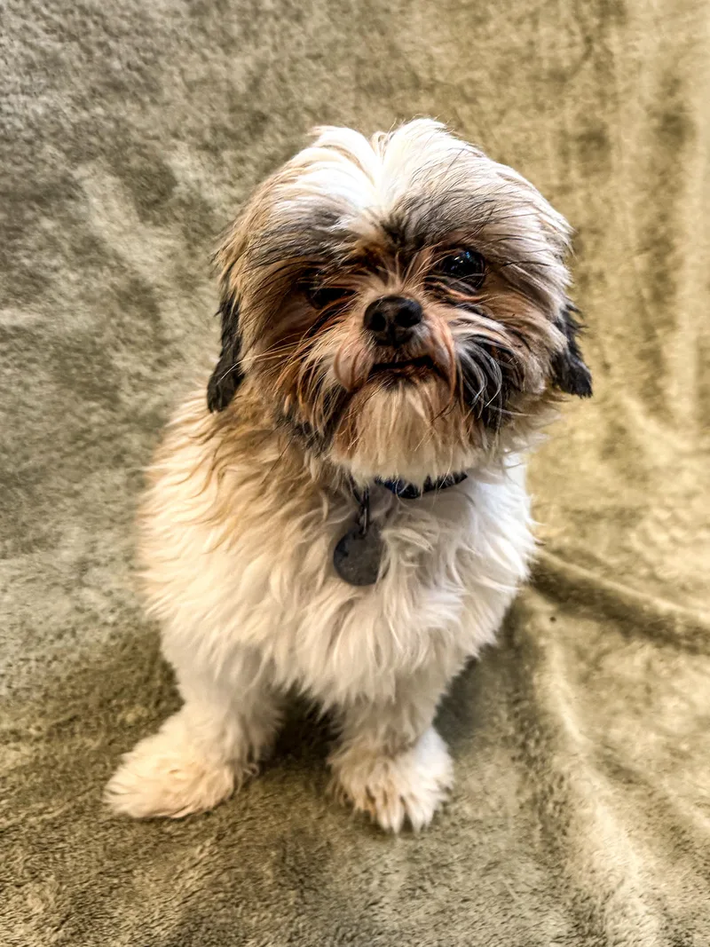 An adult small-sized female Shih Tzu dog named Daisy for adoption in Buffalo, MN
