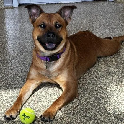 An adult large-sized female Mixed Breed dog named Cleo for adoption in Merriam, KS