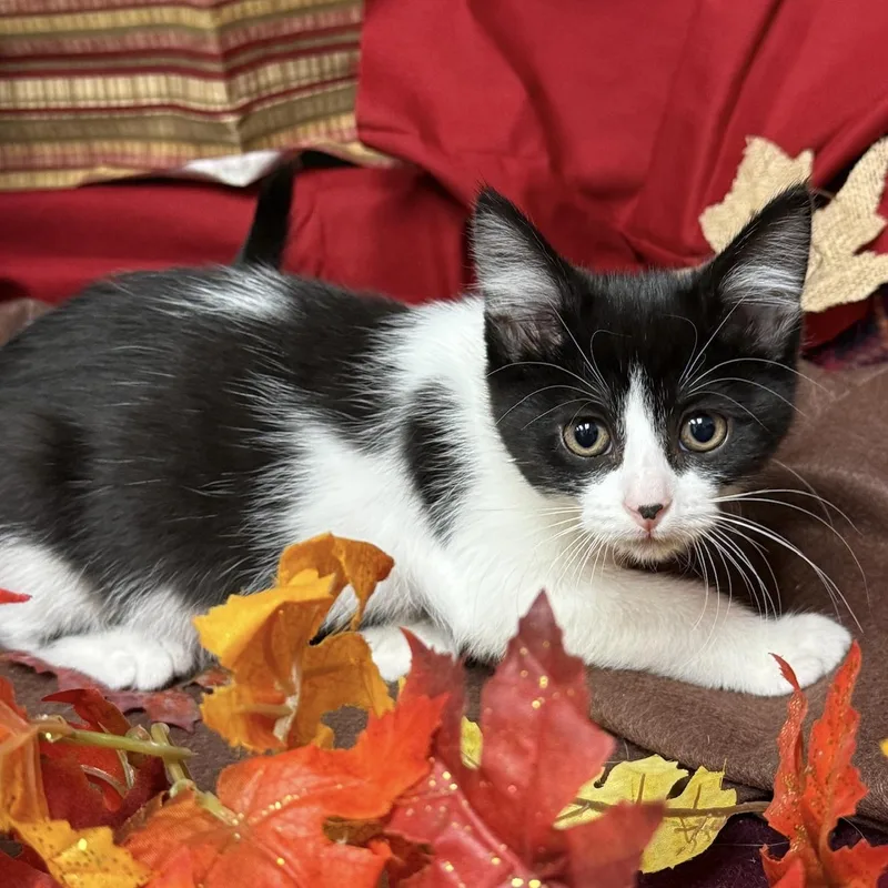 A baby small-sized female Black & White / Tuxedo Domestic Short Hair cat named Razzle for adoption in Hartville, OH