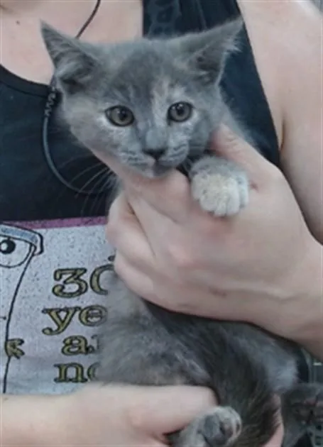 A baby medium-sized female Domestic Short Hair cat named Ivy for adoption in Salinas, CA