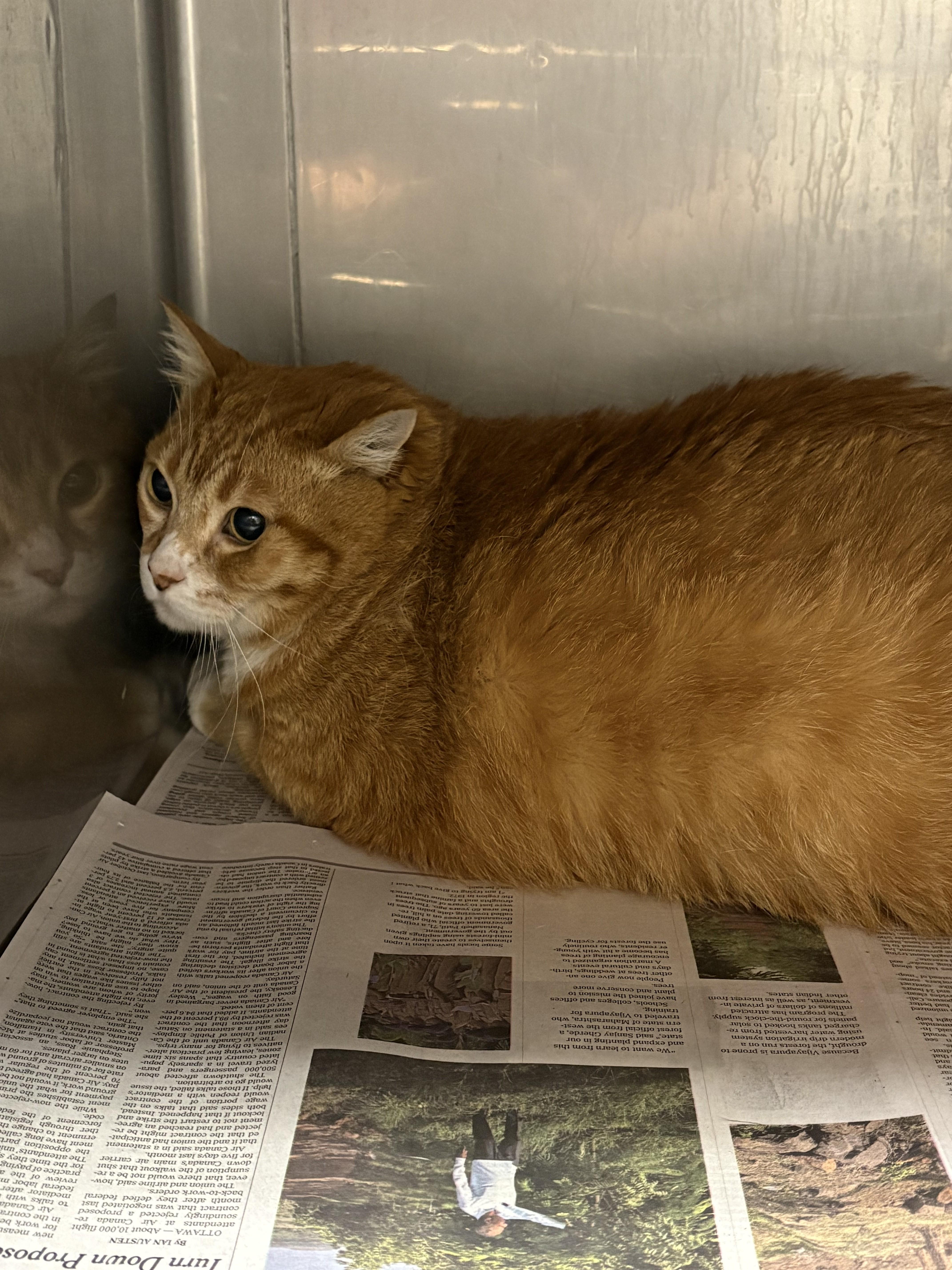 A senior medium-sized male Domestic Short Hair cat named Clyde for adoption in Chatsworth, CA