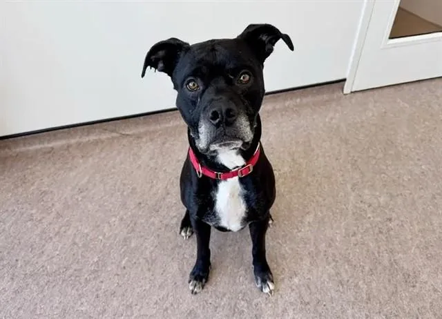 An adult large-sized male Pit Bull Terrier dog named Diesel for adoption in Saint Louis, MO