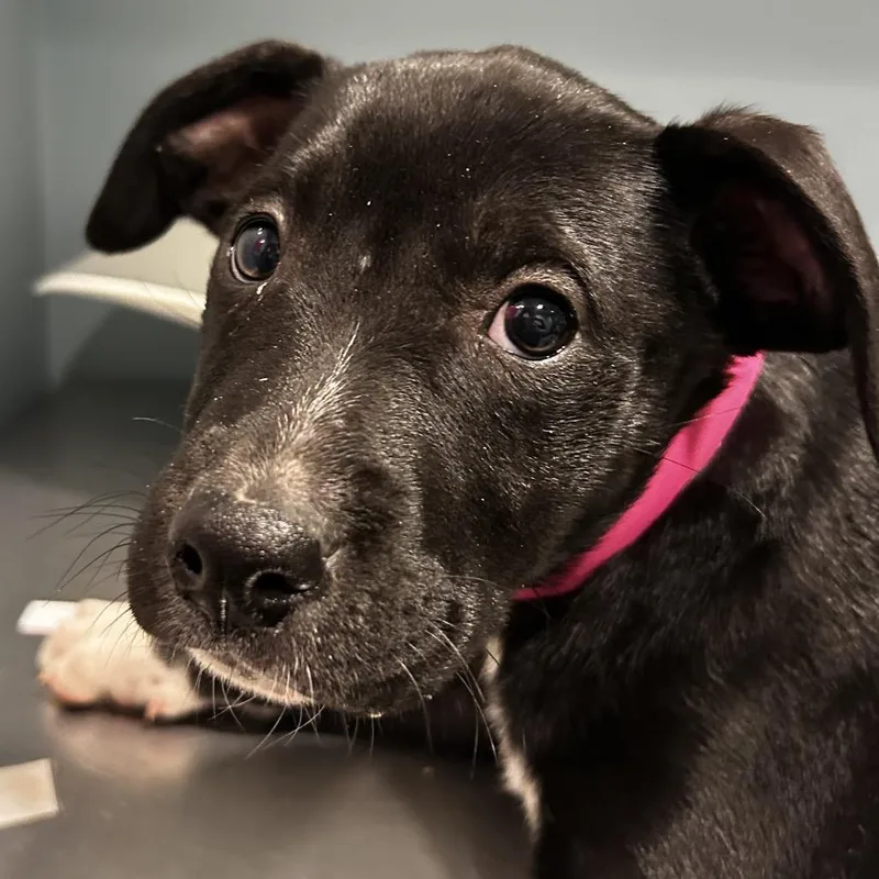 A baby small-sized female Black Mixed Breed dog named Mellie for adoption in Chattanooga, TN