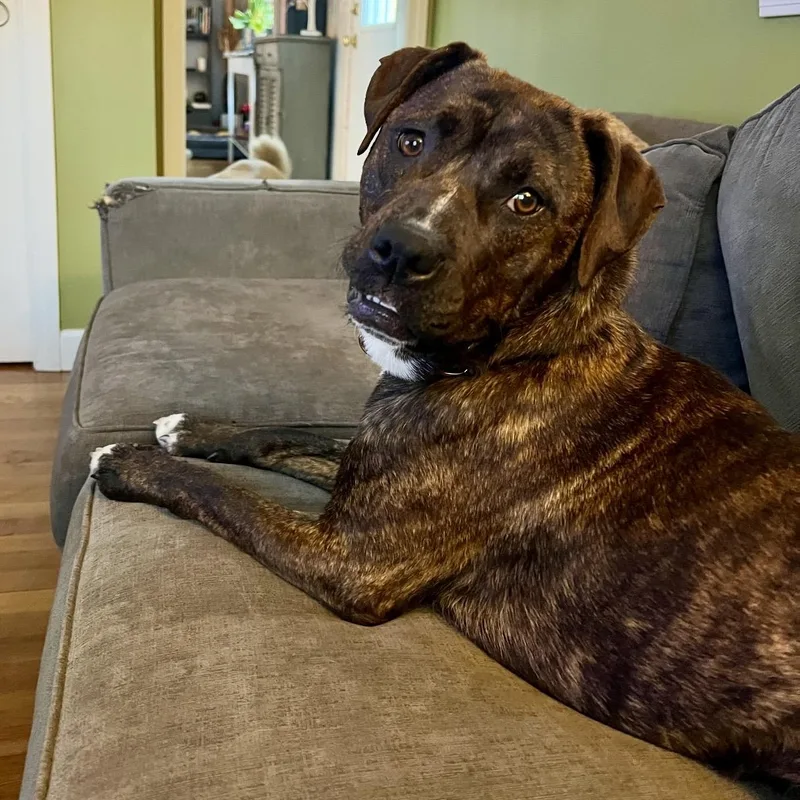 A baby medium-sized female Brindle Pit Bull Terrier dog named Maggie for adoption in Pelham, NH
