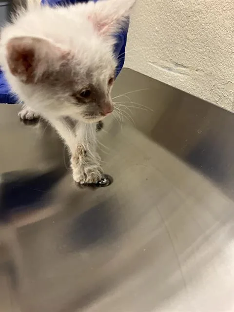A baby small-sized male Domestic Short Hair cat named Dax for adoption in Long Beach, CA