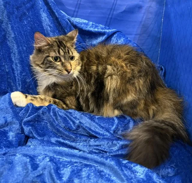 A young large-sized female Maine Coon cat named Lola for adoption in Gainesville, FL