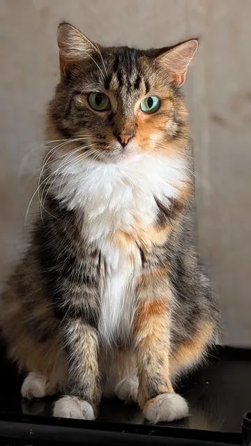 Lola thumbnail 3