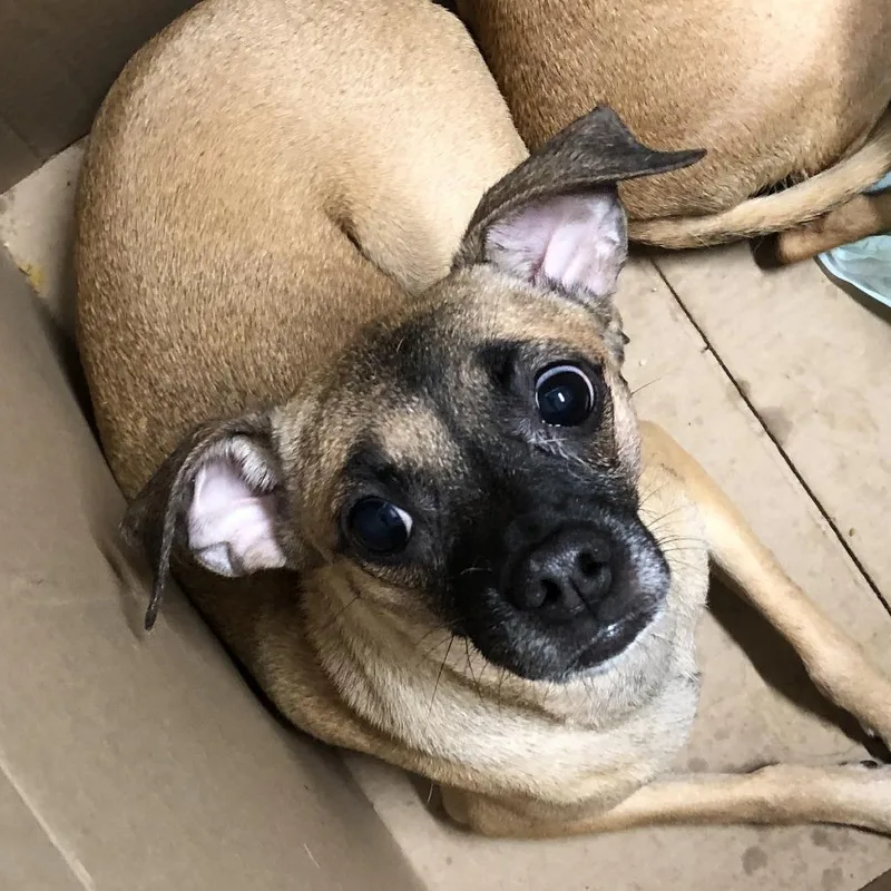 An adult small-sized female Mixed Breed dog named Egg Mcmuffin for adoption in Oak Park, IL