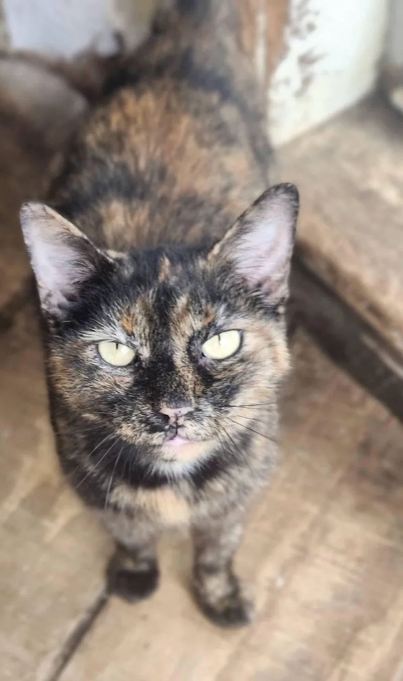 An adult medium-sized female Tortoiseshell Domestic Short Hair cat named Gracie for adoption in Cosby, TN