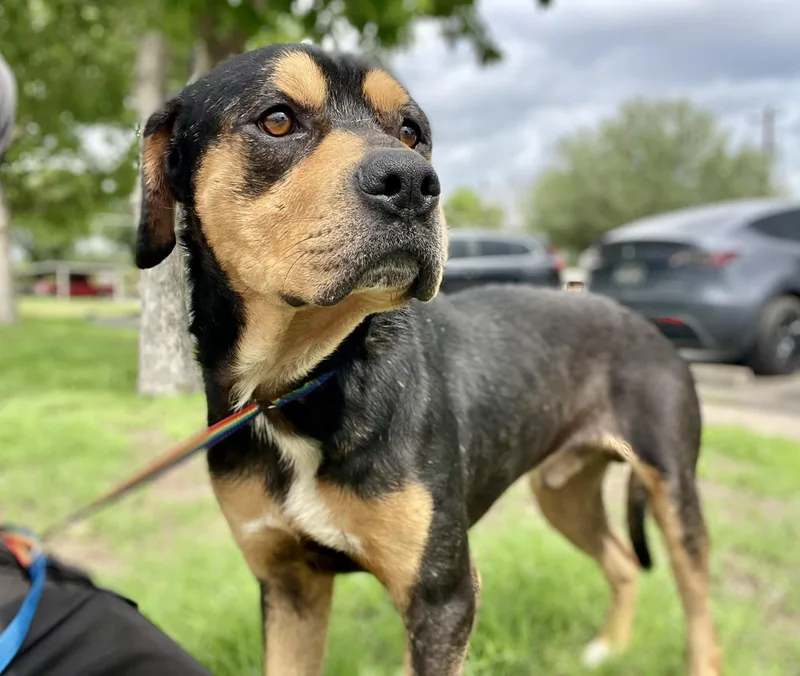 An adult medium-sized male Tricolor (Brown, Black, & White) Rottweiler dog named Tyson for adoption in Elgin, IL