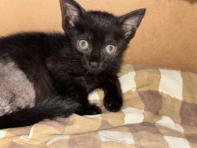 A baby small-sized female Domestic Short Hair cat named Misty for adoption in Fort Lauderdale, FL