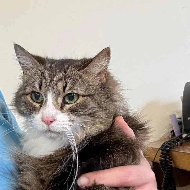 A senior small-sized female Brown / Chocolate Domestic Long Hair cat named Nova for adoption in Hattiesburg, MS