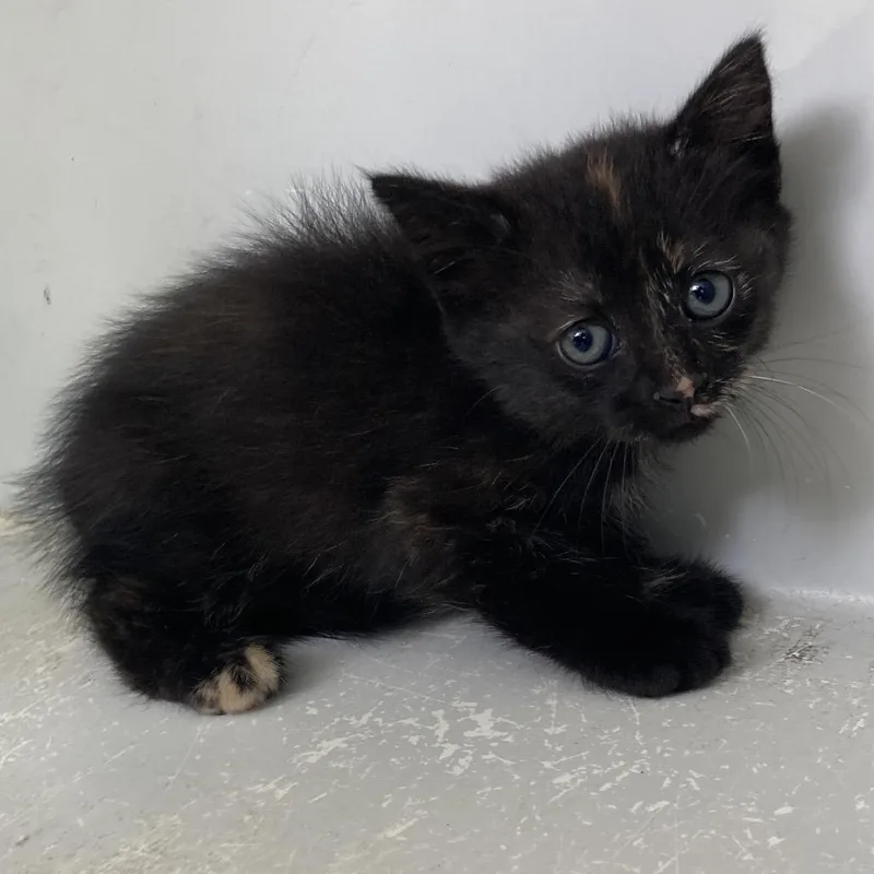 A baby small-sized female Tortoiseshell Domestic Short Hair cat named Majorette for adoption in Beaumont, TX