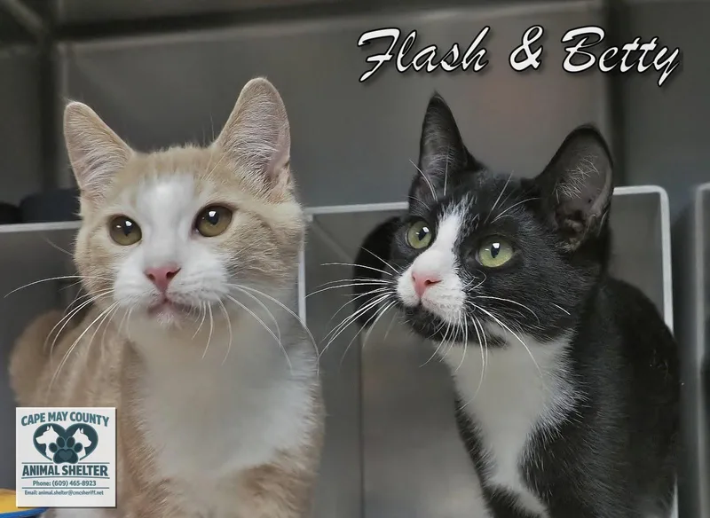 A young medium-sized male Domestic Short Hair cat named Flash & Betty for adoption in Cape May Court House, NJ