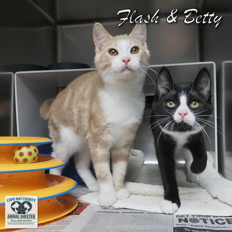 Flash & Betty thumbnail 2