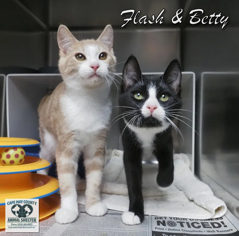 Flash & Betty thumbnail 4