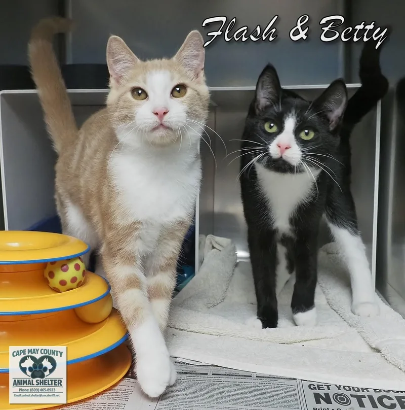 Flash & Betty thumbnail 6