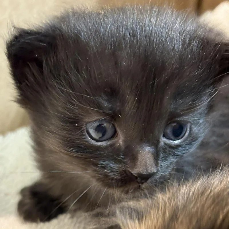 A baby small-sized male Black Domestic Medium Hair cat named Jazz for adoption in Winchester, VA