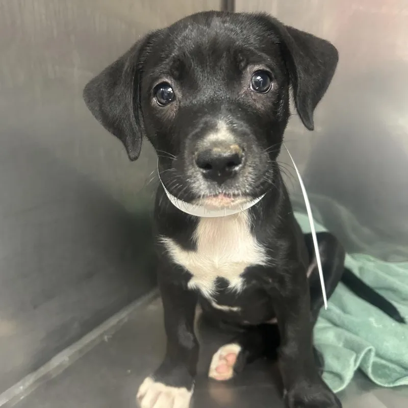 A baby medium-sized female Black Labrador Retriever dog named Maya for adoption in Alexandria, VA