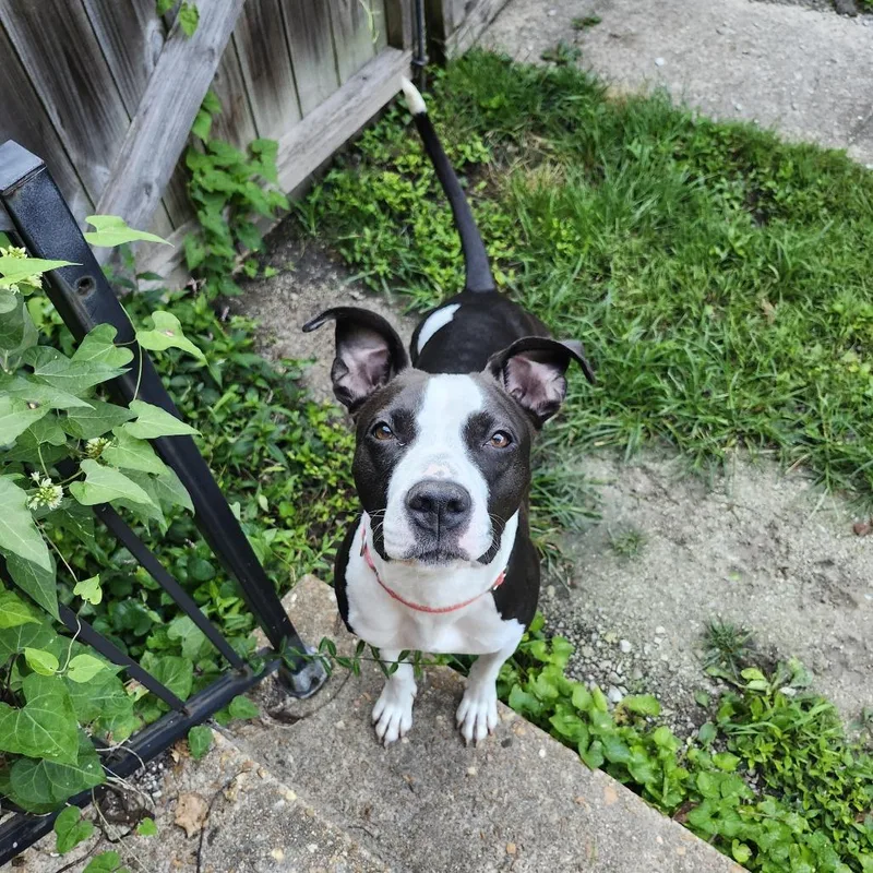 An adult large-sized female Mixed Breed dog named Boise for adoption in Saint Charles, MO