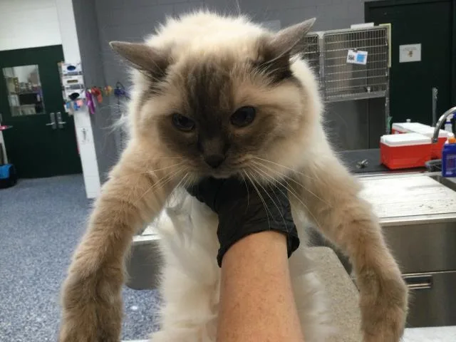 A senior small-sized female Ragdoll cat named Sabrina for adoption in Thousand Palms, CA
