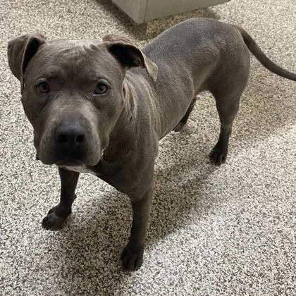 An adult large-sized female Pit Bull Terrier dog named Juniper for adoption in Westland, MI