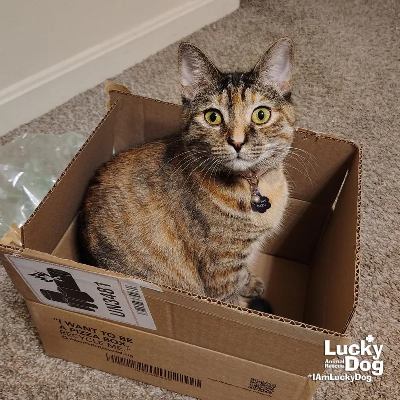 A young medium-sized female Brown / Chocolate Domestic Short Hair cat named Lil Bitsy for adoption in Washington, DC