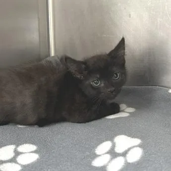 A baby small-sized male Black Domestic Short Hair cat named Cash for adoption in Indianapolis, IN