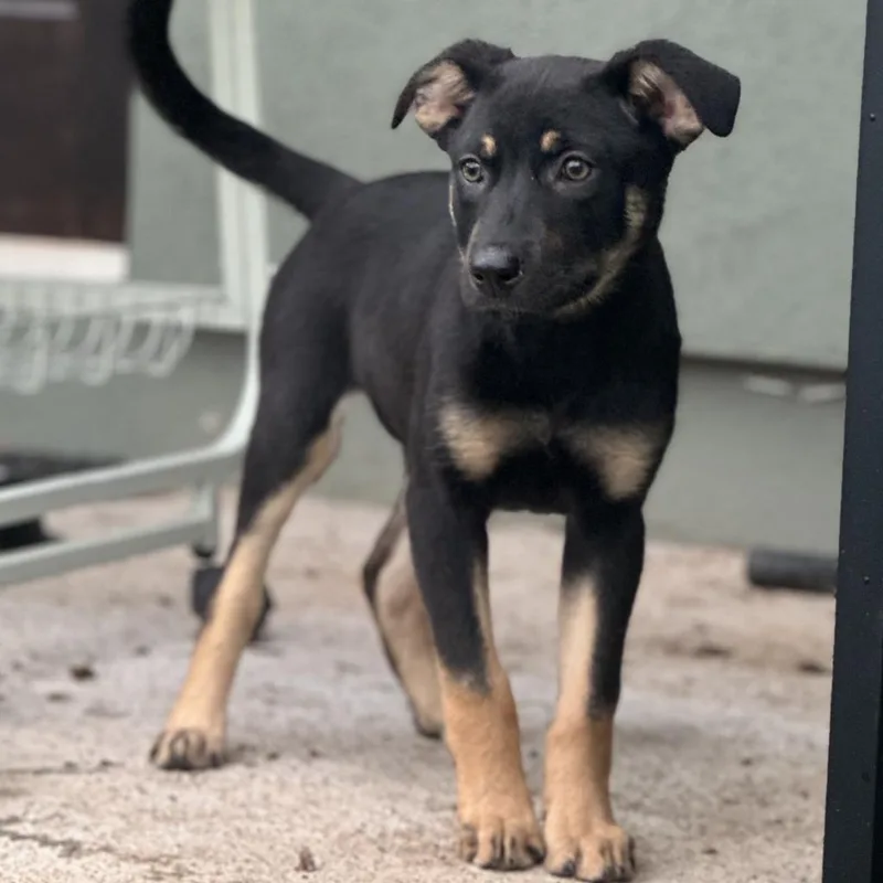 Magnolia thumbnail 2