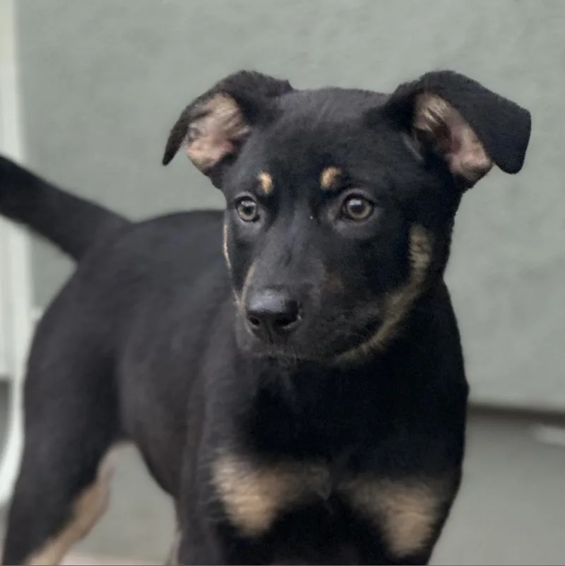 Magnolia thumbnail 3