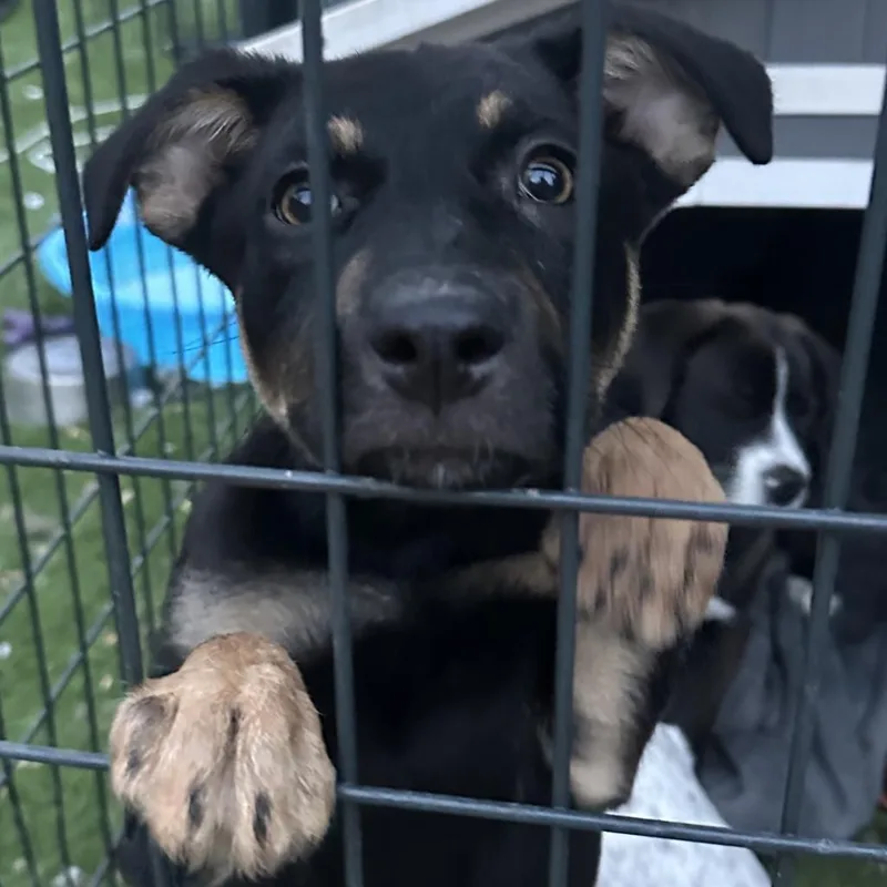 Magnolia thumbnail 4