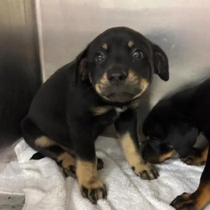 A baby large-sized female Mixed Breed dog named Finkle for adoption in Munster, IN