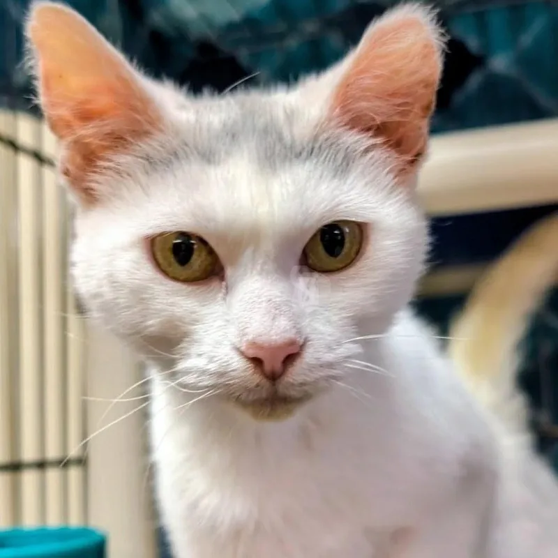 An adult small-sized female White Domestic Short Hair cat named Lovey for adoption in West Jefferson, OH