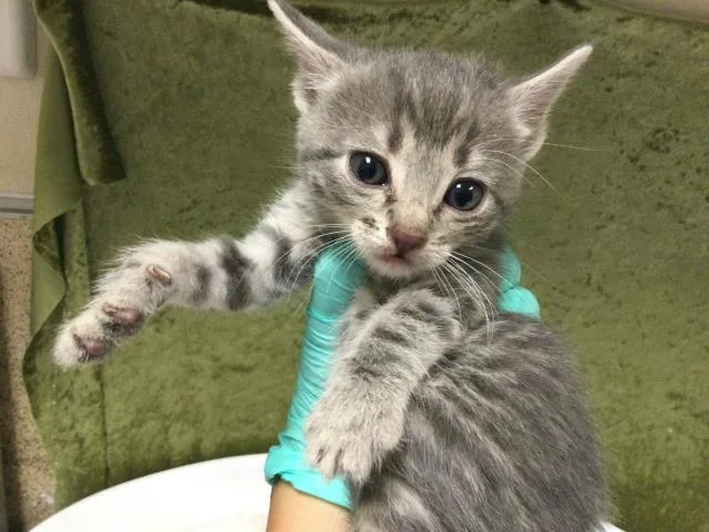 A baby small-sized female Domestic Short Hair cat named Maria for adoption in Riverside, CA