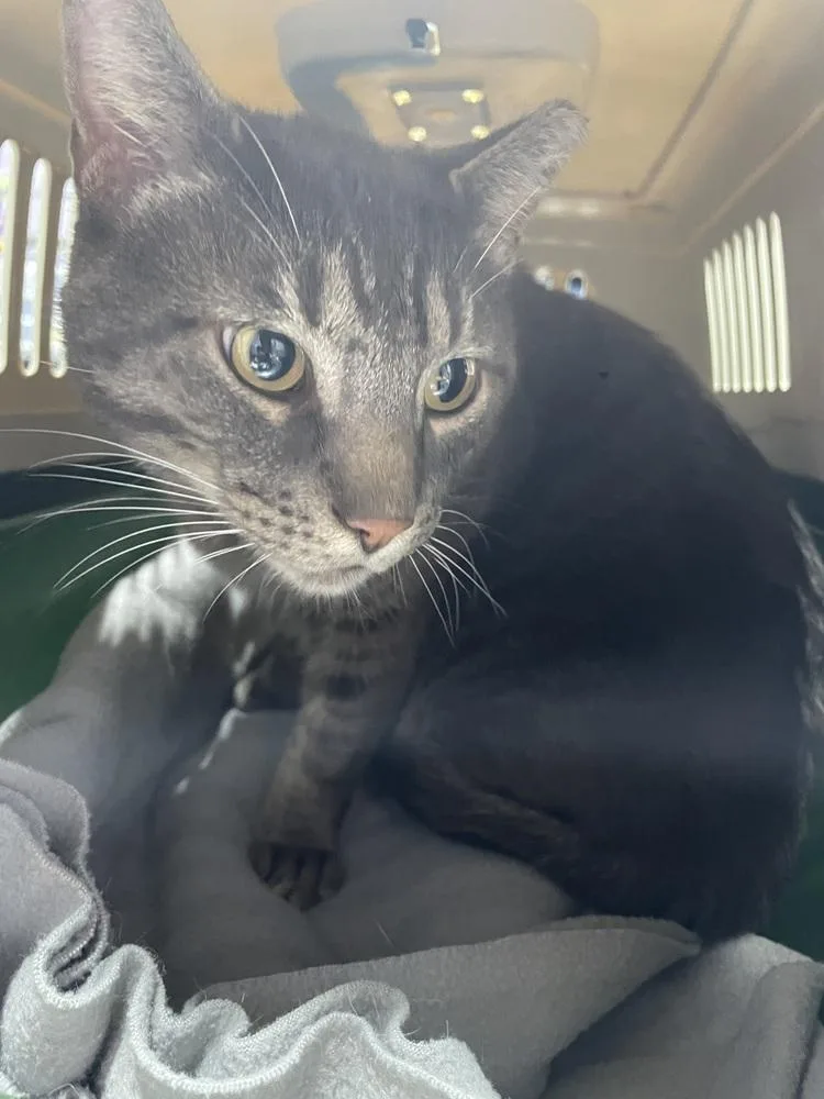 An adult medium-sized male Domestic Short Hair cat named Dewey for adoption in Ferndale, MI