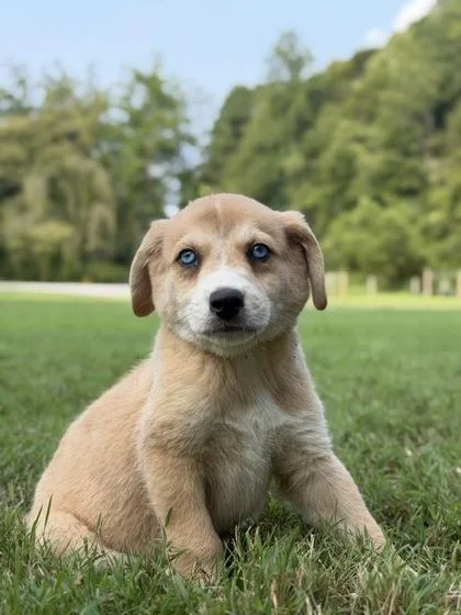 A baby medium-sized male Catahoula Leopard Dog dog named Natchez for adoption in Malvern, PA