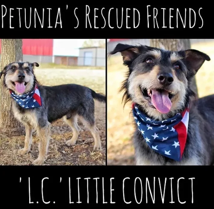 L.c.  Little Convict thumbnail 2