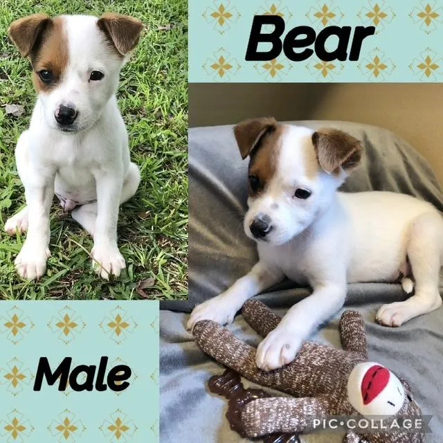 A baby medium-sized male Terrier dog named Bear for adoption in Manchester, CT