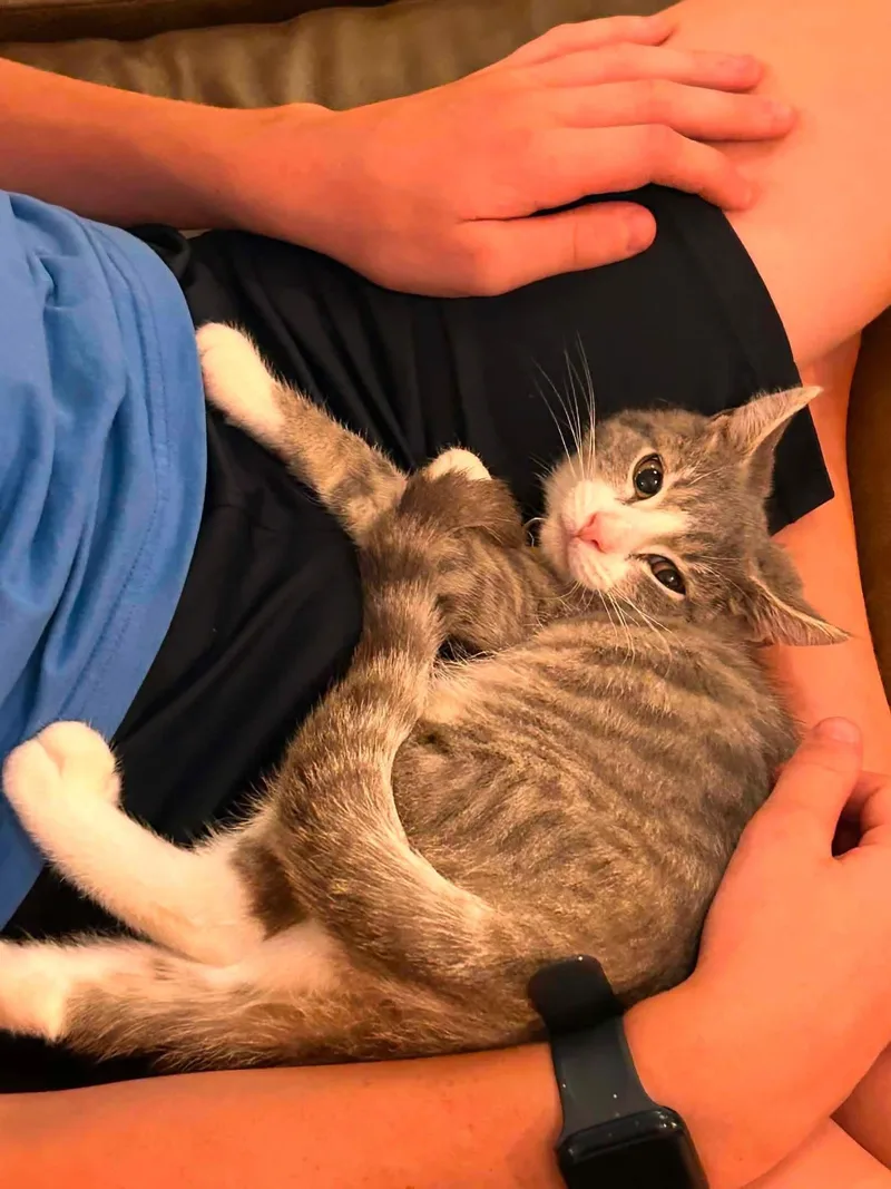 A baby medium-sized male Domestic Short Hair cat named Waffles for adoption in Succasunna, NJ