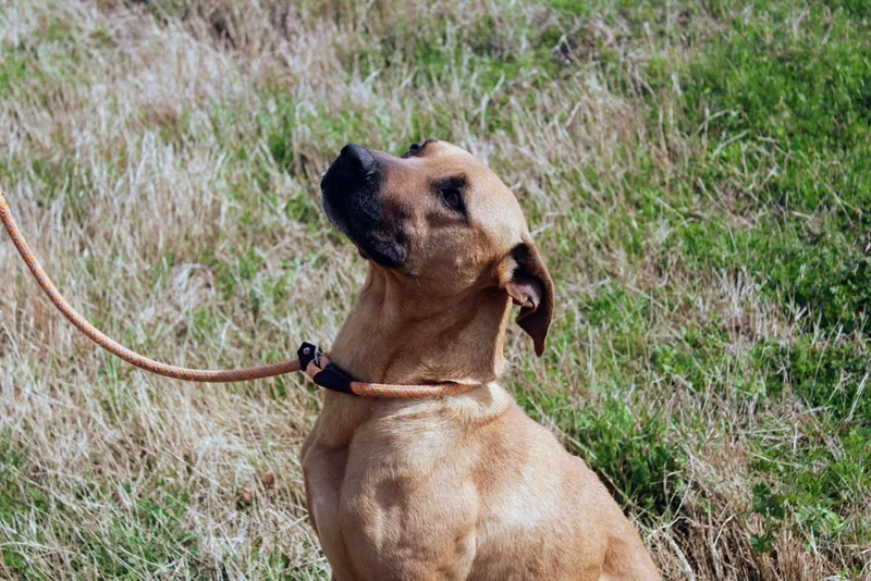An adult large-sized male Yellow / Tan / Blond / Fawn Black Mouth Cur dog named Callum for adoption in Jacksonville, TX