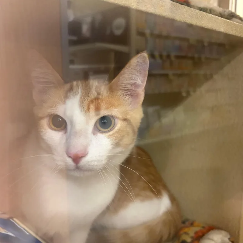 A young medium-sized male Orange / Red Domestic Short Hair cat named Cash for adoption in Yuma, AZ