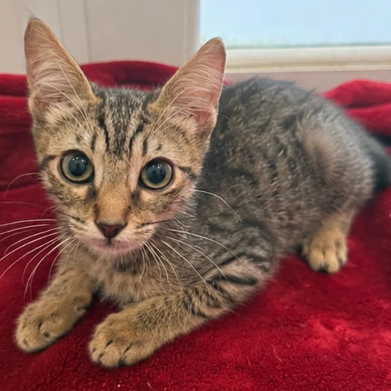 A baby medium-sized male Brown / Chocolate Domestic Short Hair cat named Pippin for adoption in Jupiter, FL