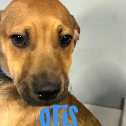 Otis