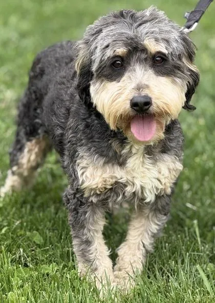 Tootsie