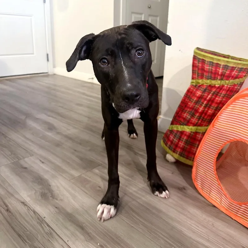A young medium-sized female Black Terrier dog named Eloise for adoption in Corpus Christi, TX