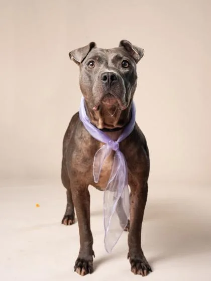 An adult medium-sized female Pit Bull Terrier dog named Mazie for adoption in Atlanta, GA