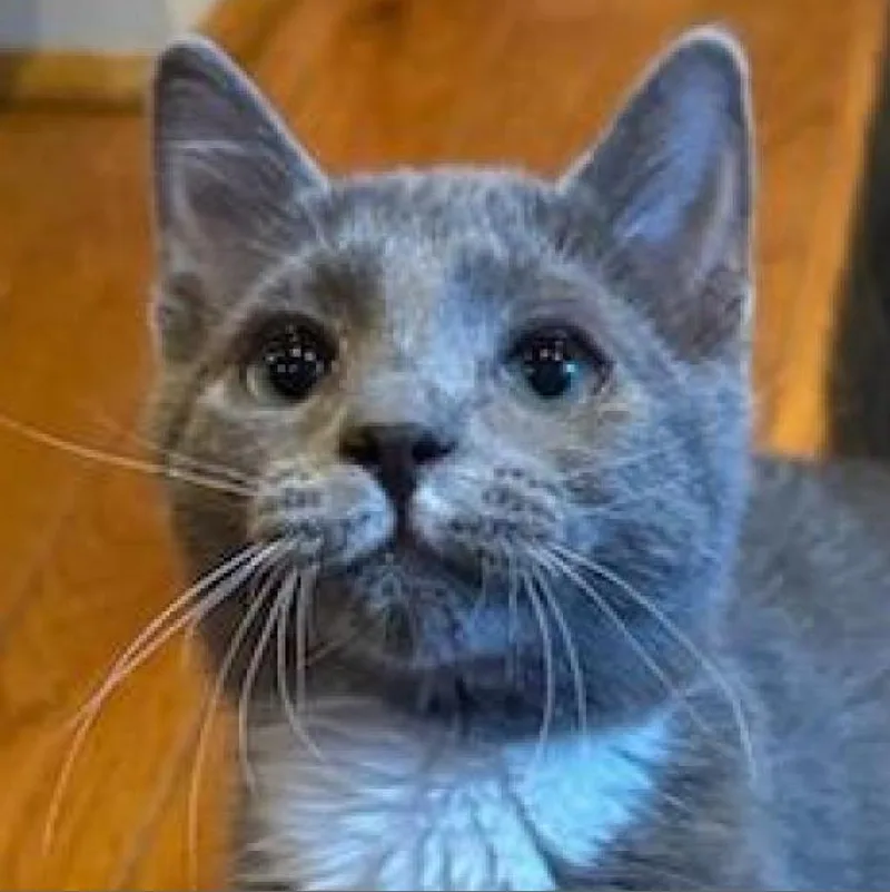 M&m: Mouse thumbnail 2