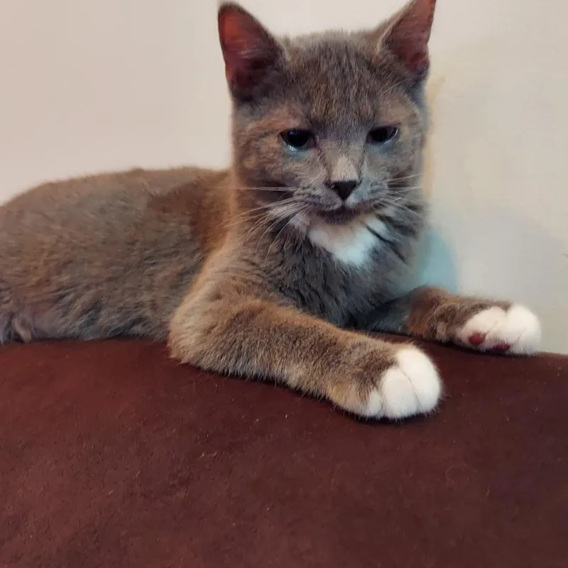 M&m: Mouse thumbnail 3