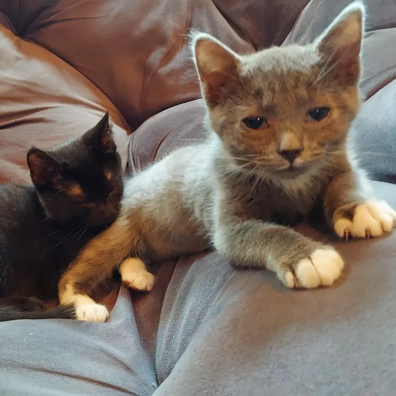 M&m: Mouse thumbnail 4