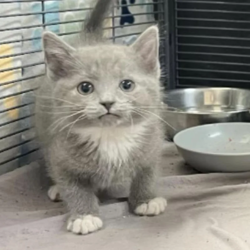 M&m: Mouse thumbnail 6